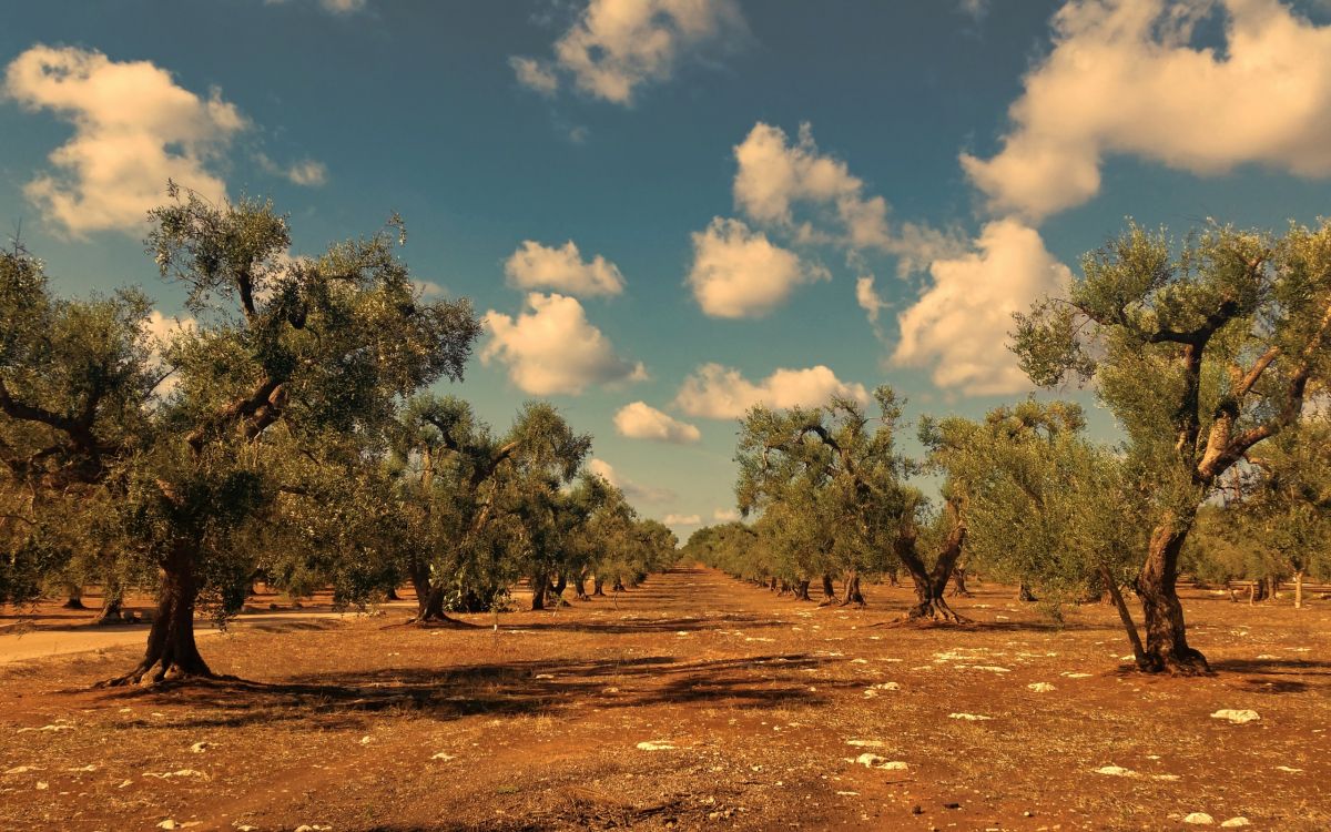 Brown, Cloud, Baum, Naturlandschaft, Holz. Wallpaper in 2560x1600 Resolution