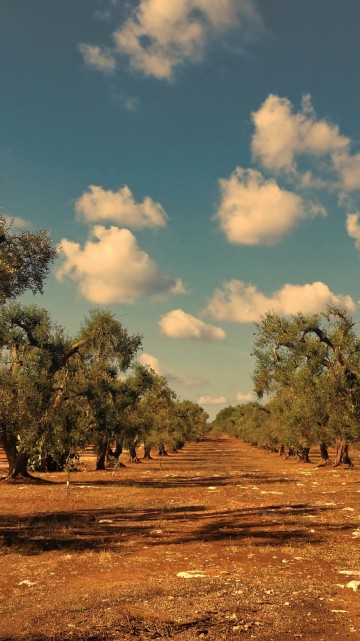 Image landscape, brown, cloud, tree, natural landscape