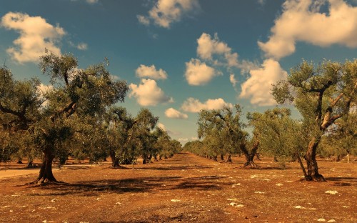 Image landscape, brown, cloud, tree, natural landscape