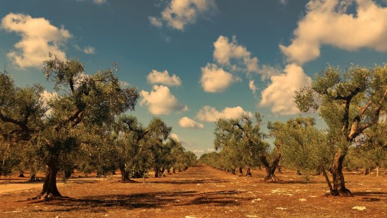 Image landscape, brown, cloud, tree, natural landscape