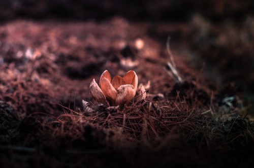 Image brown mushrooms on brown dried leaves