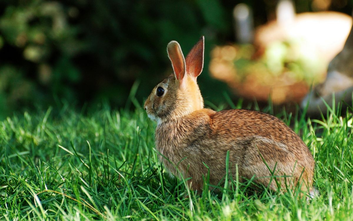 Lapin Brun Sur L'herbe Verte Pendant la Journée. Wallpaper in 1920x1200 Resolution