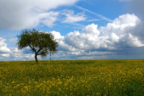 Image green grass field under blue sky and white clouds during daytime