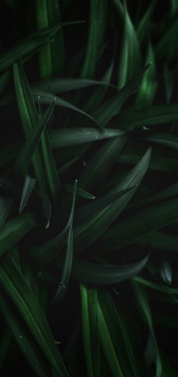 Tallo de la Planta, Planta Terrestre, Agua, la Floración de la Planta, Patrón. Wallpaper in 1514x3200 Resolution