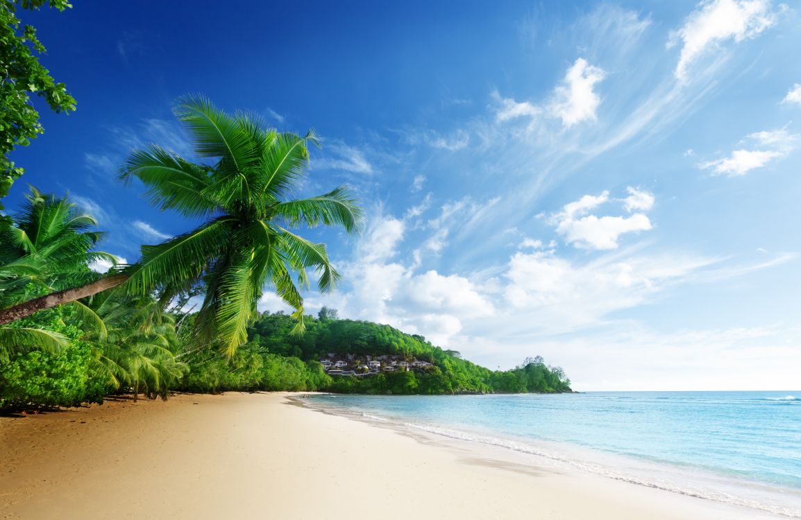 Green Palm Tree on White Sand Beach During Daytime. Wallpaper in 5296x3439 Resolution