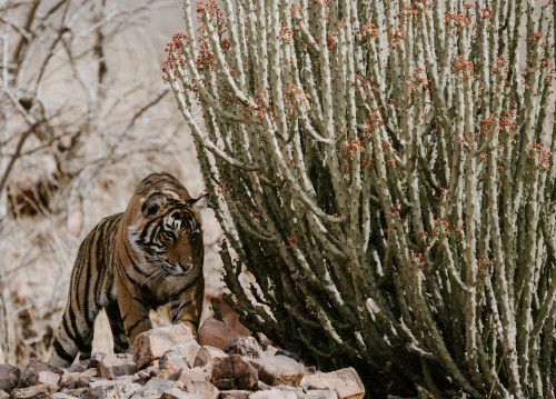 Image ranthambore national park, kruger national park, Keoladeo National Park, national park, chambal