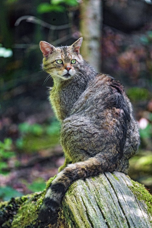 Image brown tabby cat on brown tree log