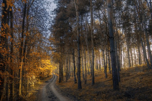 Image brown trees on brown soil