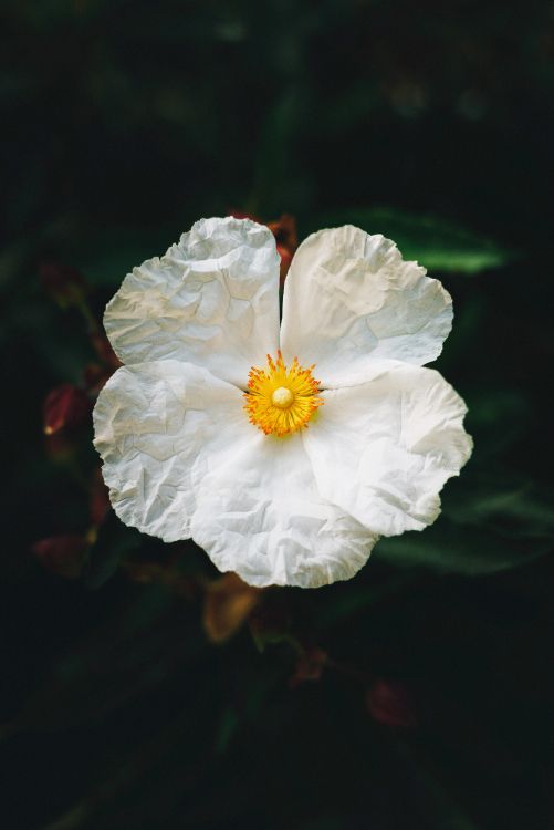 Weiße Blume in Tilt-Shift-Linse. Wallpaper in 2674x4000 Resolution