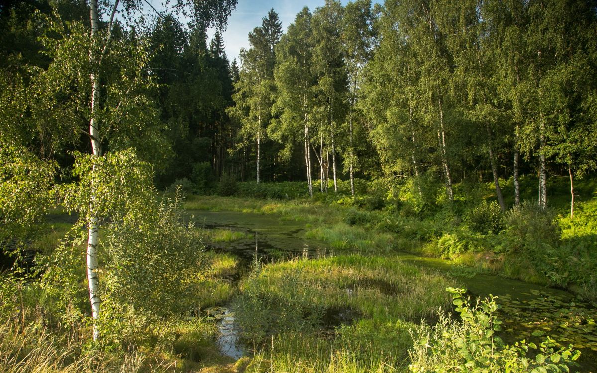 Grüne Bäume Neben Dem Fluss Unter Blauem Himmel Tagsüber. Wallpaper in 2560x1600 Resolution