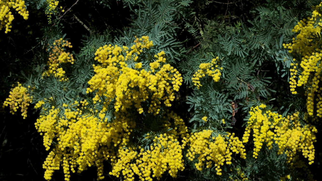 Fleurs Jaunes Aux Feuilles Vertes. Wallpaper in 3840x2160 Resolution
