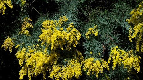 Image yellow flowers with green leaves