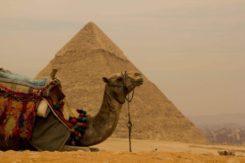 Image brown camel on brown sand during daytime