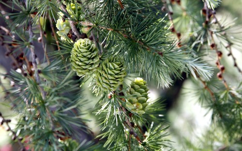 Image green pine cones in close up photography