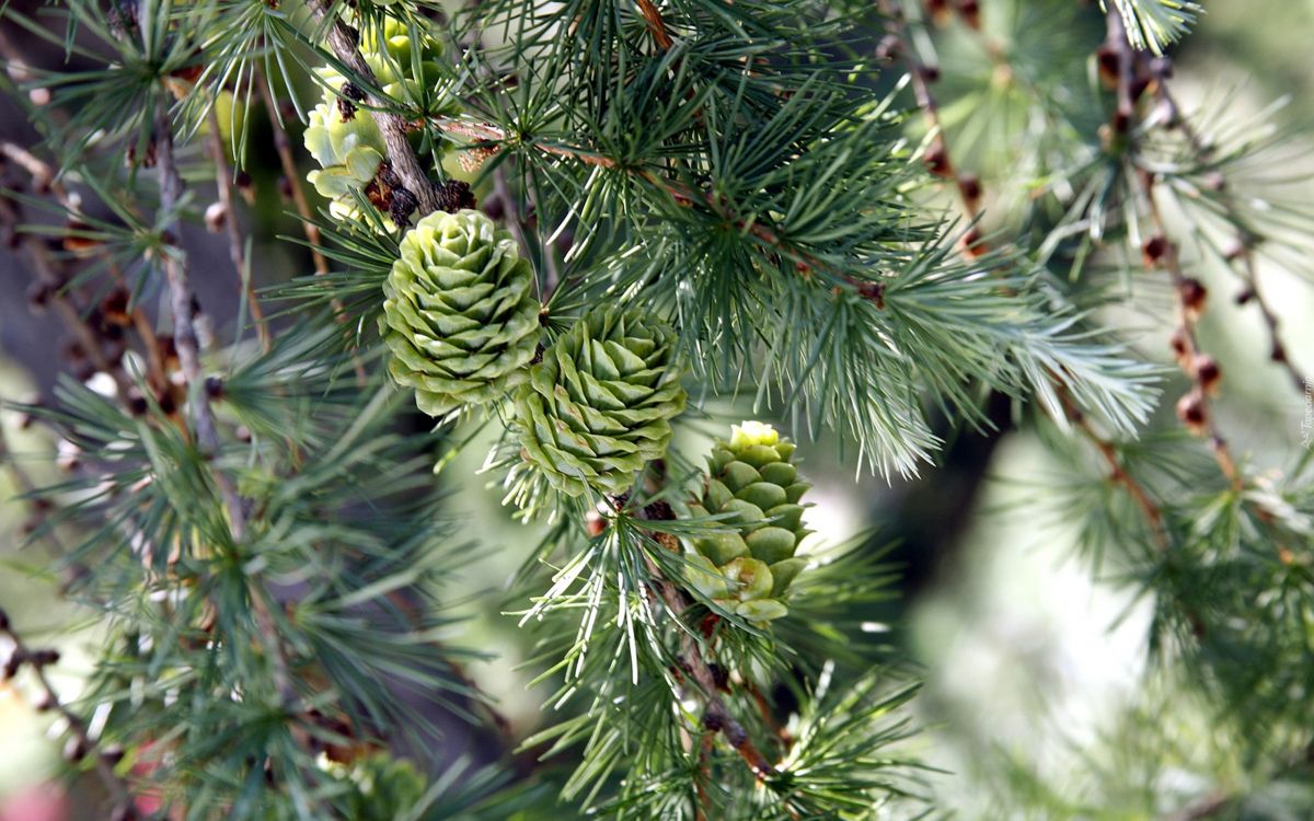 green pine cones in close up photography