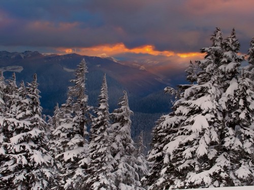 Image snow covered pine trees during daytime