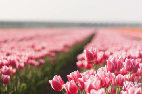 Image pink tulips in bloom during daytime