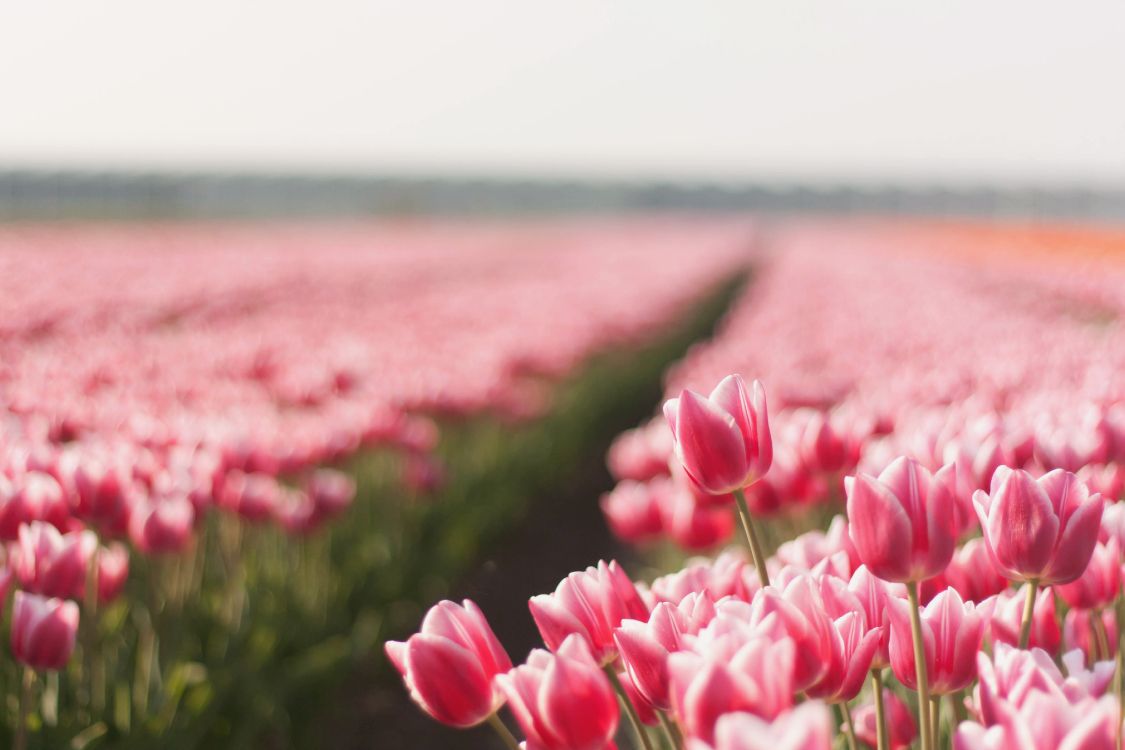 pink tulips in bloom during daytime