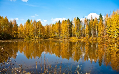 Image green trees beside body of water under blue sky during daytime