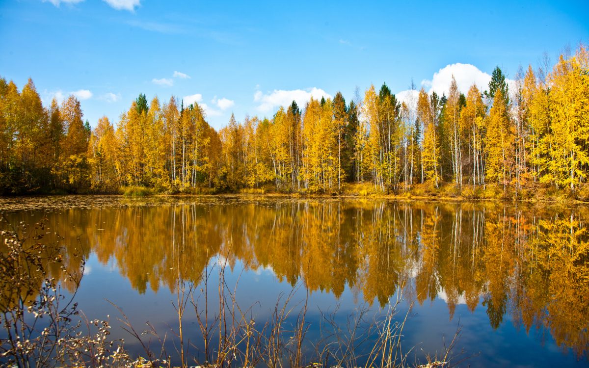 green trees beside body of water under blue sky during daytime