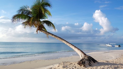 Image coconut tree on beach shore during daytime