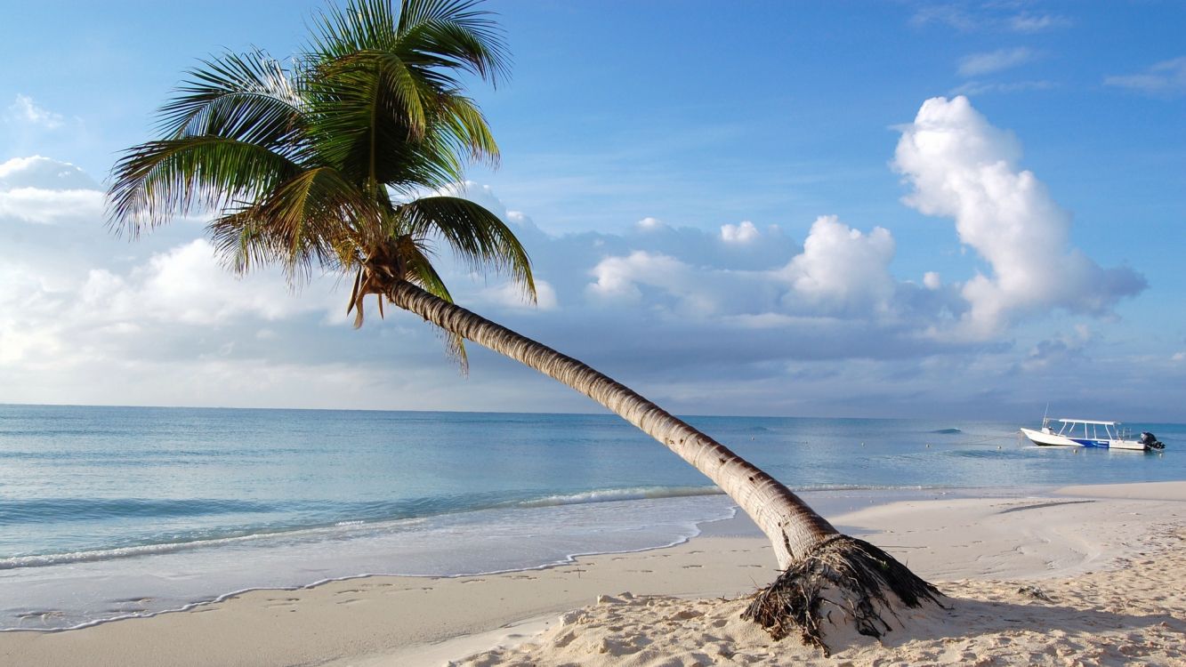 coconut tree on beach shore during daytime