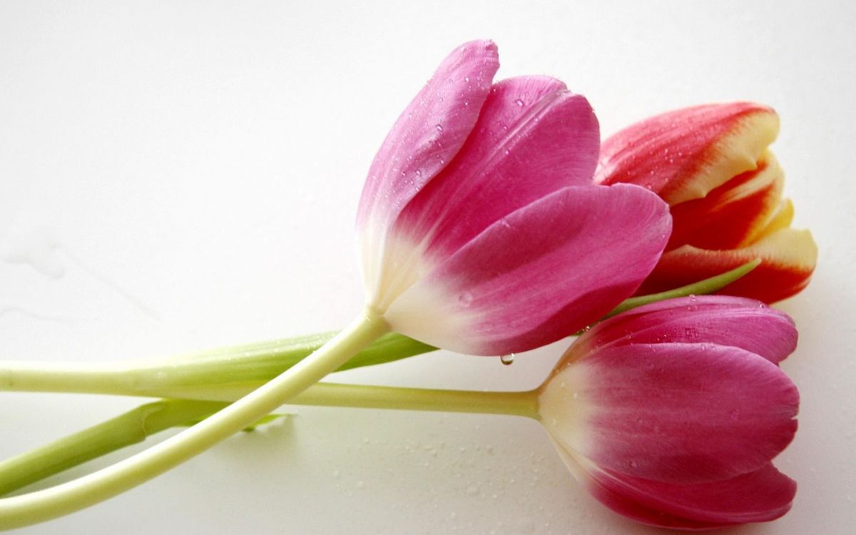 Tulipanes Rosados en Fondo Blanco. Wallpaper in 1920x1200 Resolution