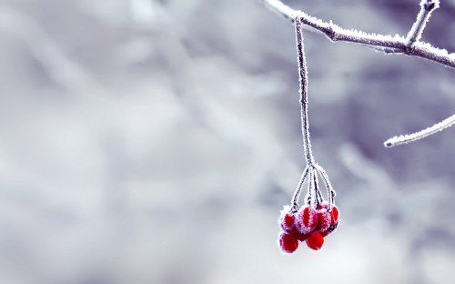 Image red round fruit hanging on gray metal wire