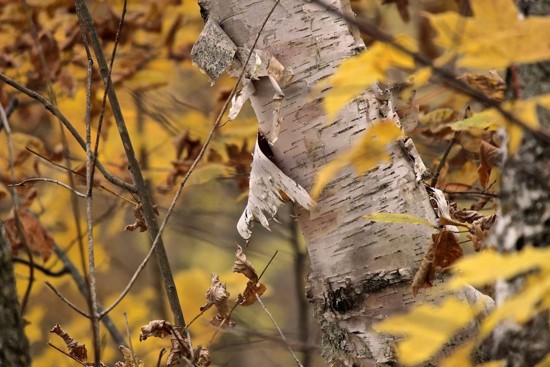 white and brown tree trunk