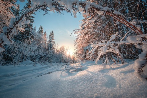 Image snow covered trees during daytime