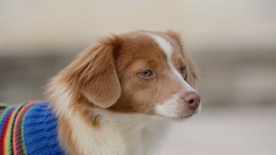 Image white and brown short coated dog