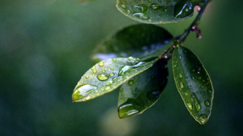 Image water droplets on green leaf