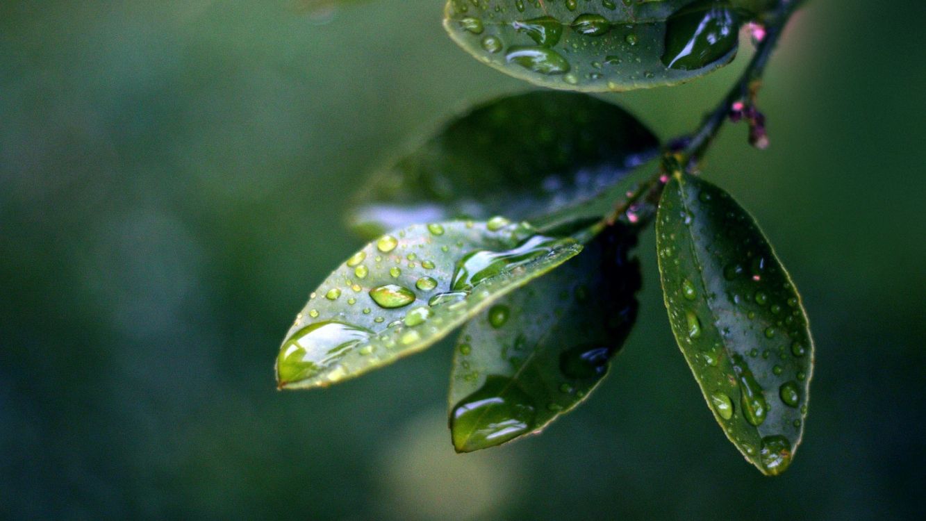 water droplets on green leaf