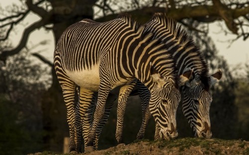 Image zebra in close up photography