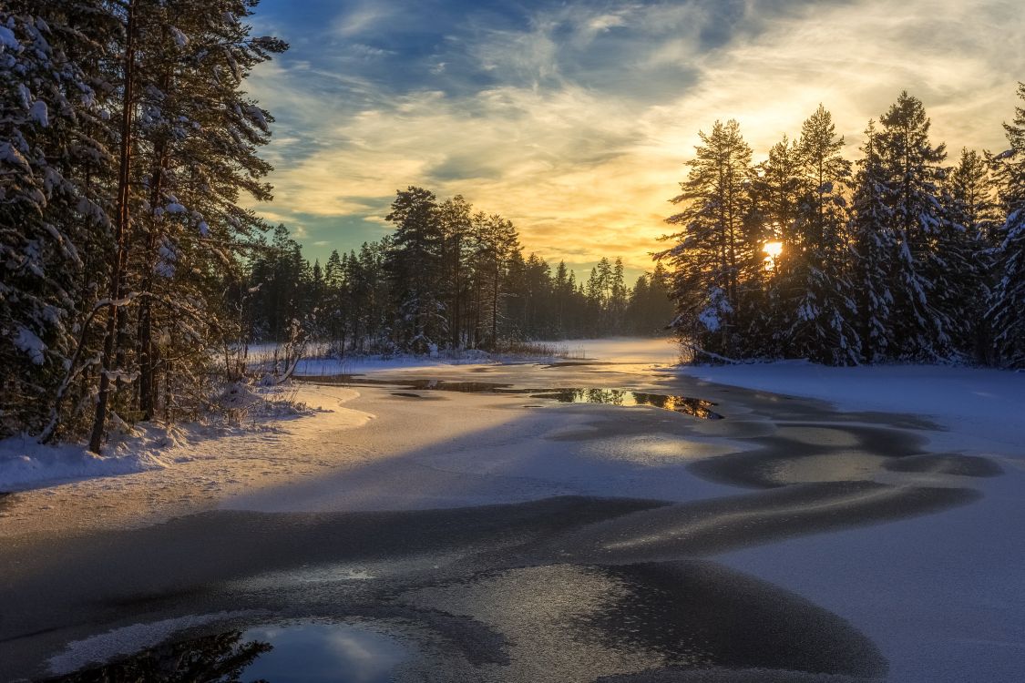 green trees on snow covered ground under blue sky during daytime