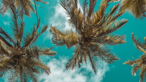 Image green palm tree under blue sky and white clouds during daytime