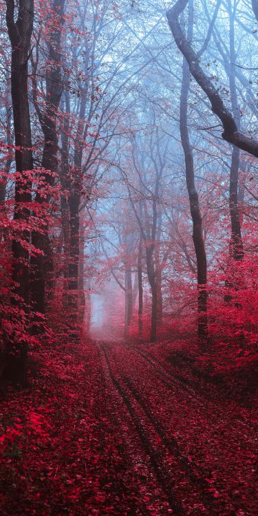 Smartphone, Malerei, Atmosphäre, Naturlandschaft, Baum. Wallpaper in 2000x4000 Resolution