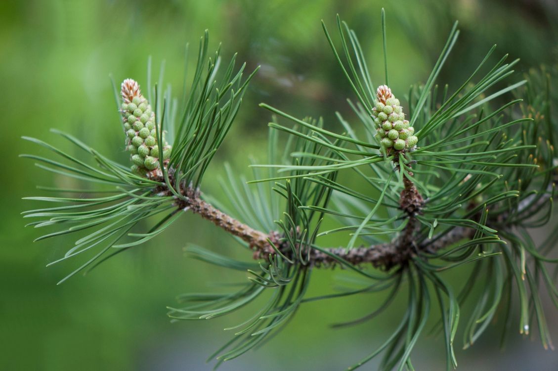 云杉, Fir, 落叶松, 针叶树, 植物干 壁纸 2048x1360 允许