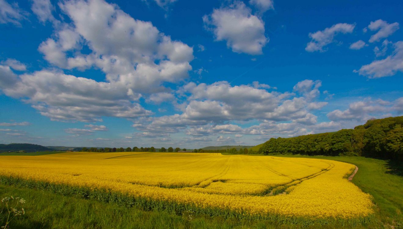 Champ D'herbe Verte Sous Ciel Bleu et Nuages Blancs Pendant la Journée. Wallpaper in 2048x1164 Resolution