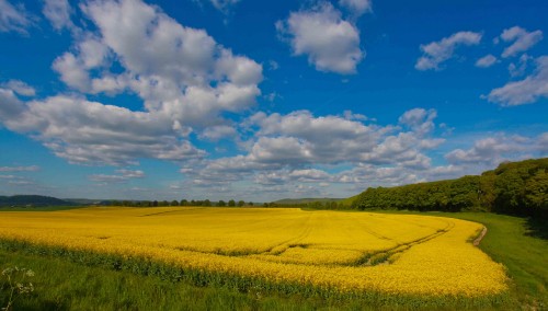 Image green grass field under blue sky and white clouds during daytime