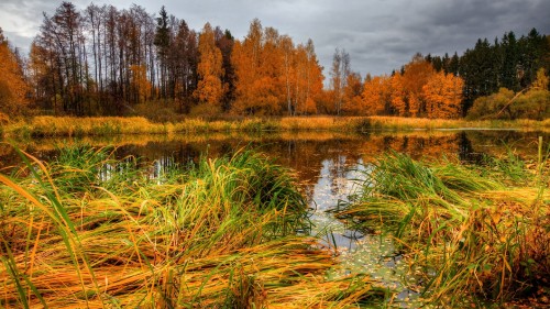 Image brown grass near body of water during daytime