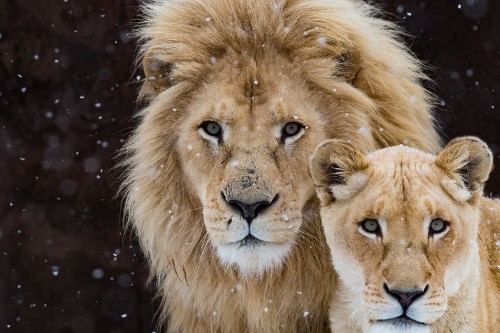 Image brown lion in close up photography