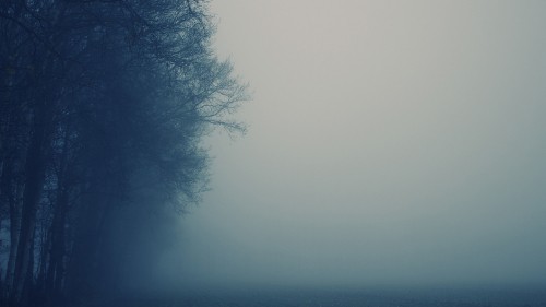 Image leafless tree under gray sky