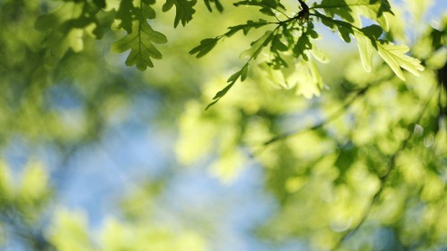 Image oak, tree, twig, People in nature, flower