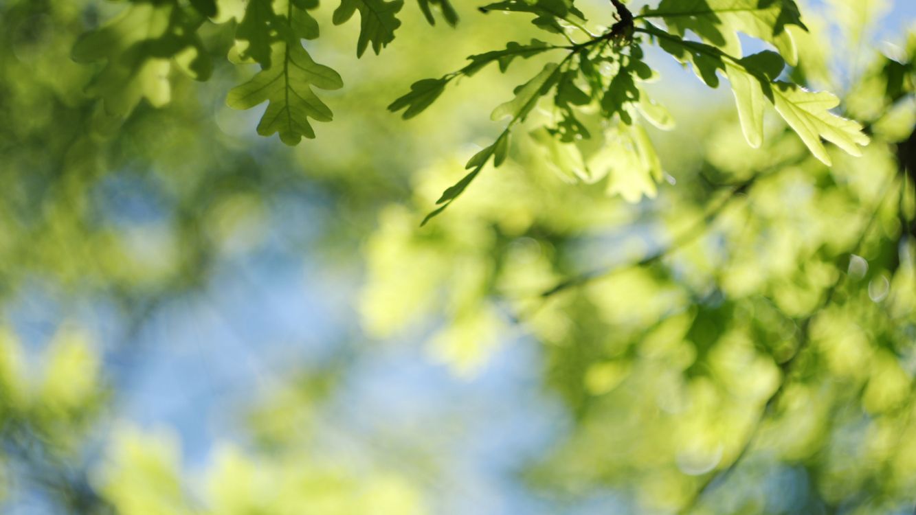 oak, tree, twig, People in nature, flower