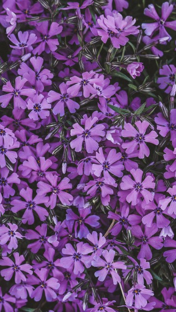 Image purple flowers with green leaves