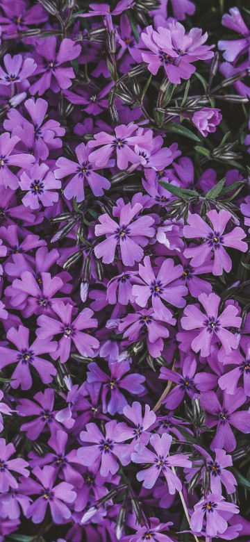 Image purple flowers with green leaves