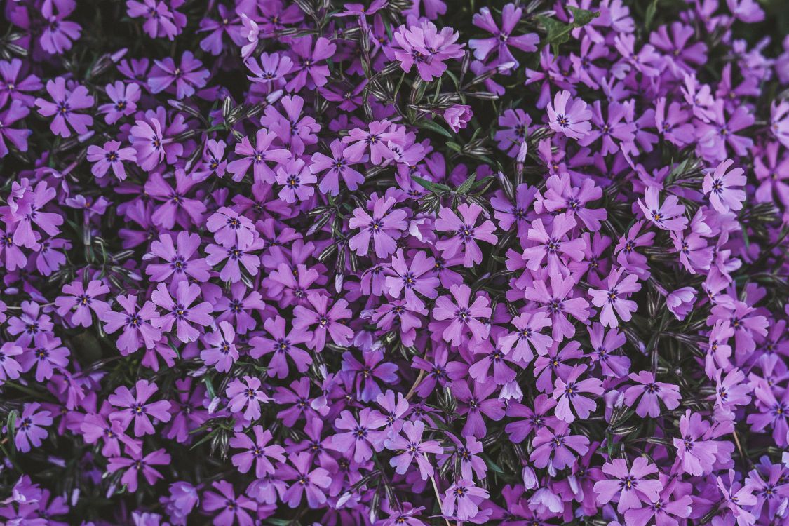 Fleurs Violettes Avec Des Feuilles Vertes. Wallpaper in 6000x4000 Resolution