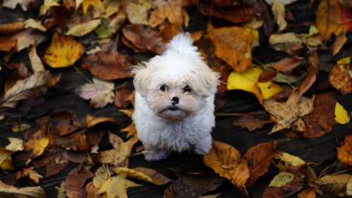 Image white long coat small dog on dried leaves