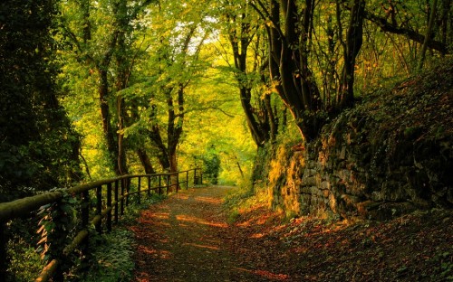 Image brown wooden bridge in forest during daytime